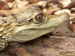 Amazon World Caiman